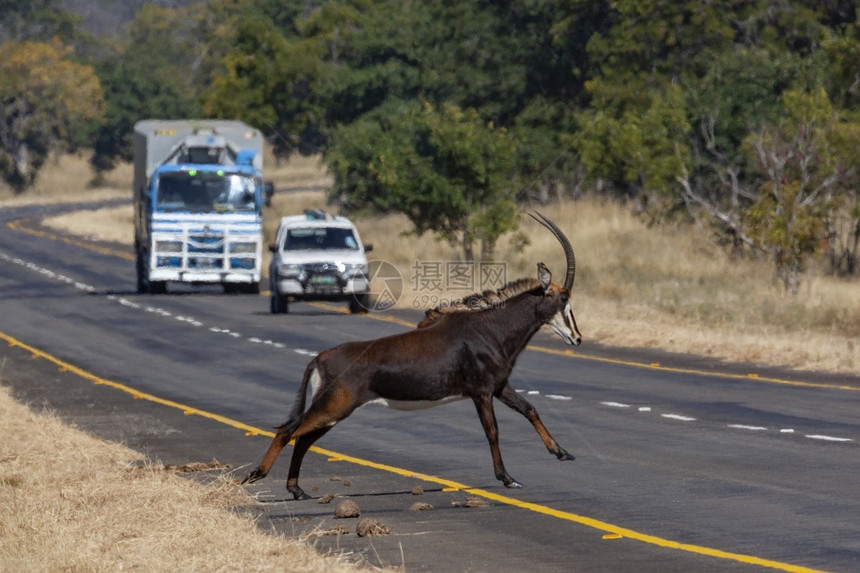 荒野跑步SableantelopeHippotoragusNiger通过非洲博茨瓦纳北部乔贝公园的一条路野生动物图片