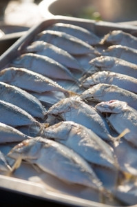 营养海洋印度马克尔鱼关闭生食品海鲜动物高清图片素材