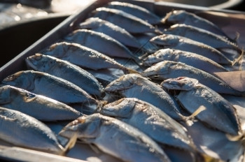 动物拉斯特雷利格纸印度马克尔鱼关闭生食品海洋高清图片素材
