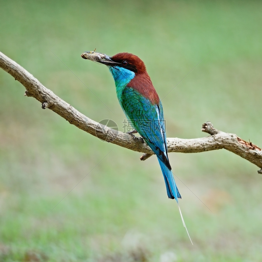 一种美丽的绿色和蓝鸟胸蜜蜂食梅罗普斯维里迪紧贴在树枝上侧剖面野生动物栖息图片