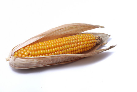 玉米棒子技术一颗成熟的玉米之耳外壳图片