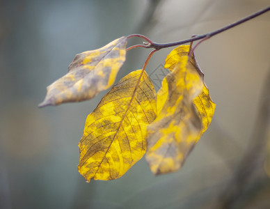 枯萎的秋叶背景图片