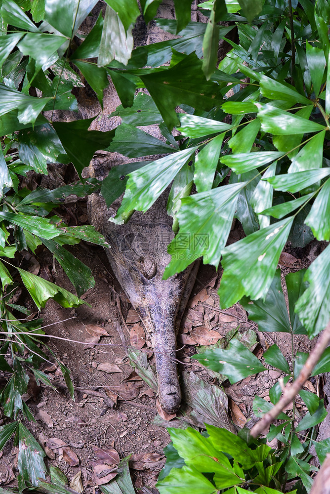 嘴印度亚洲人Gavial鳄鱼躺在森林的滨水边图片