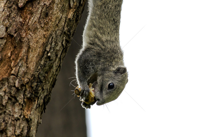 树干上觅食的松鼠图片