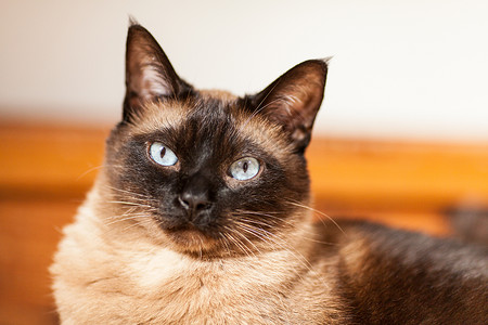 纯种暹罗猫脸一只可爱的蓝眼睛暹罗猫肖像一只可爱的蓝眼睛暹罗猫肖像毛皮美丽背景