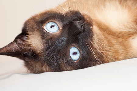 纯种暹罗猫棕色的一只可爱蓝眼睛暹罗猫肖像一只可爱的蓝眼睛暹罗猫肖像宠物黑色背景