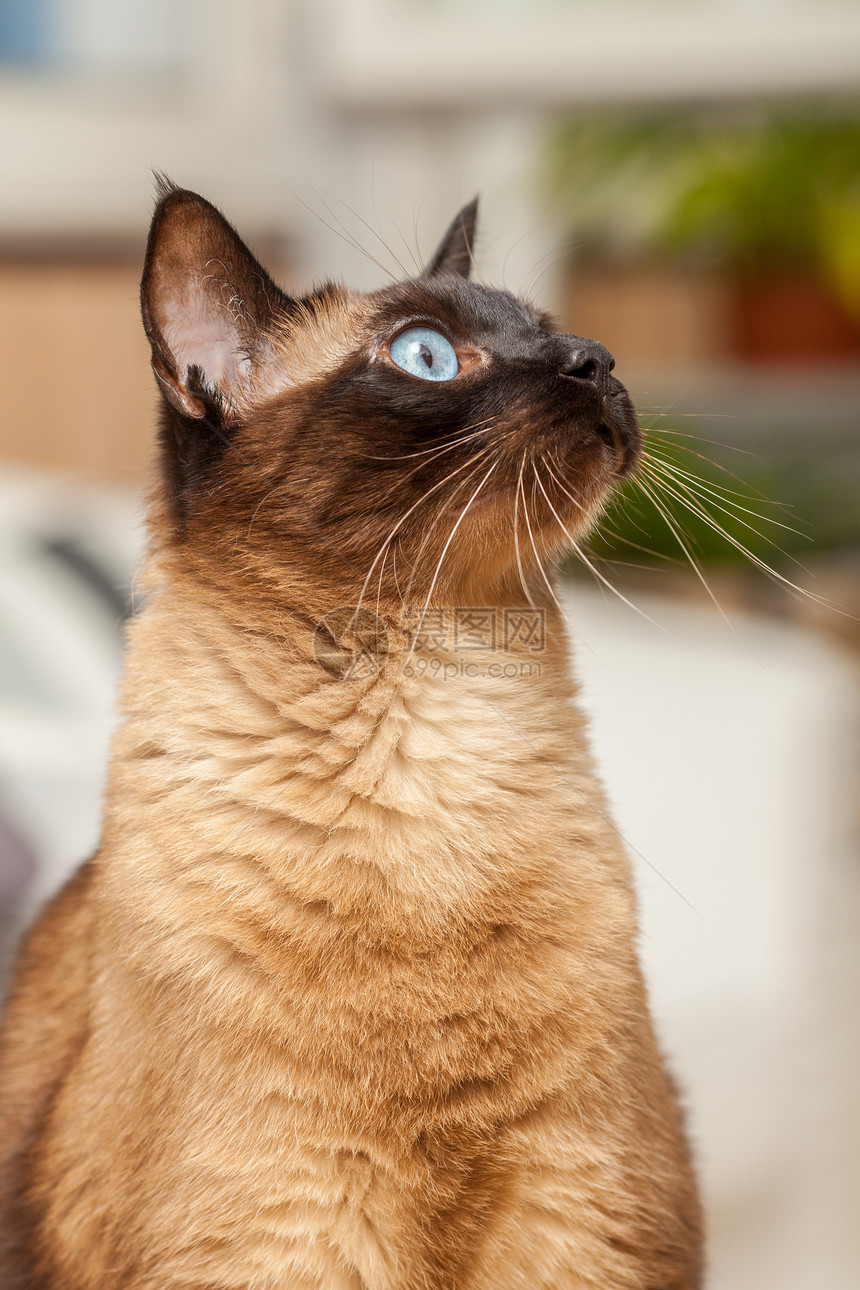 迷人的蓝色一只可爱蓝眼睛暹罗猫肖像一只可爱的蓝眼睛暹罗猫肖像动物图片