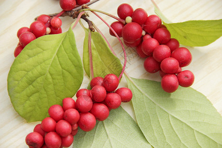 人红熟五味子叶枝有用果实红熟五味子叶枝营养图片