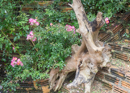 旅游走灌木丛植物玫瑰花园的步行道股票照片图片