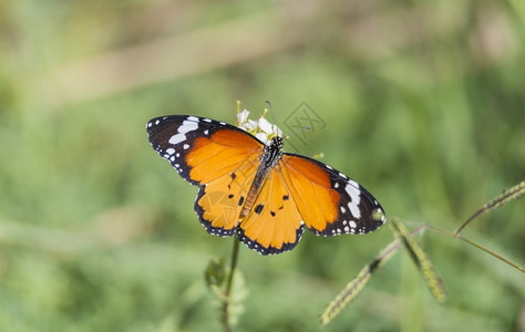 绿色鳞翅目丰富多彩的柳橙蝴蝶躺在花上图片