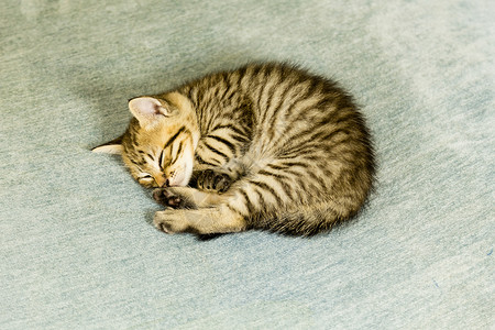 可爱的虎斑猫在休息图片