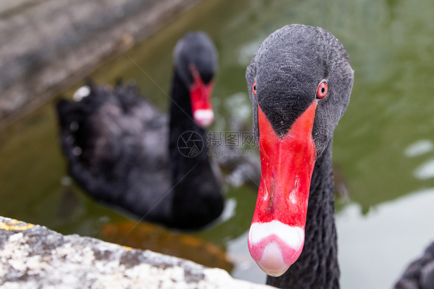 两只黑天鹅在装饰池塘里紧闭着两只黑天鹅色的座移动图片