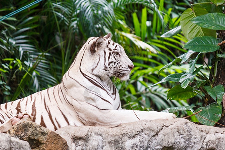 公园白虎在动物的岩石上凶猛打猎图片