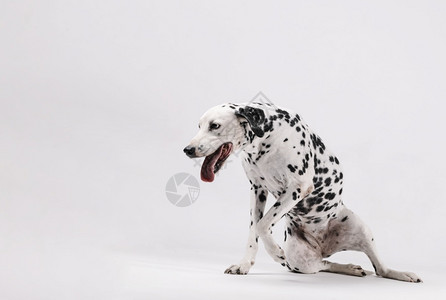 参差不齐Dalmatian狗从地上爬起白色背景短的肖像背景
