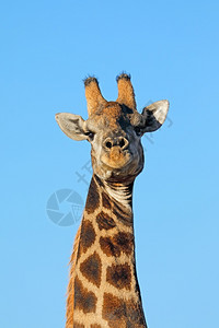 长颈鹿草原高清图片素材