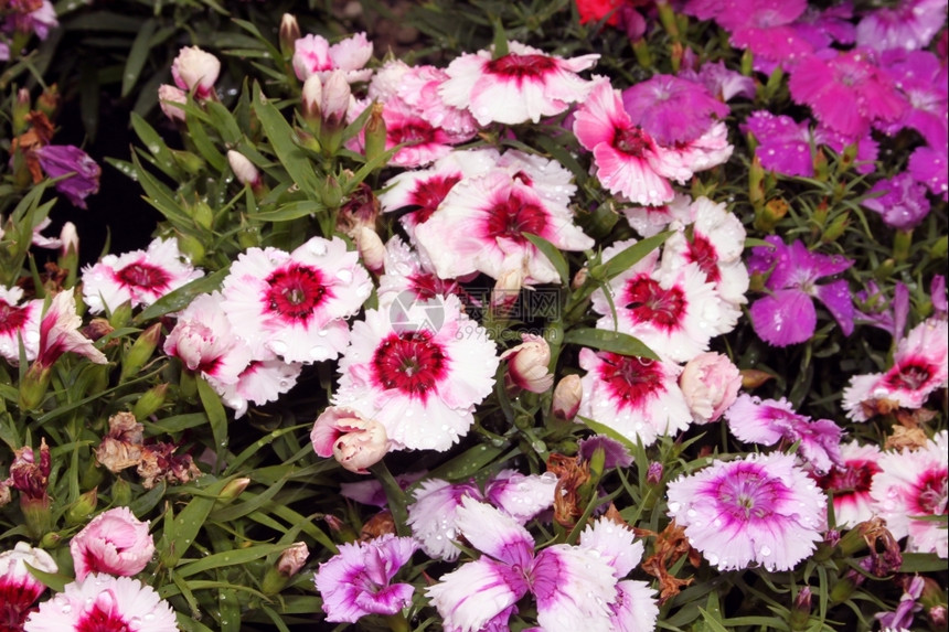 颜色新鲜的花红粉和紫矮人康乃馨图片盛开图片