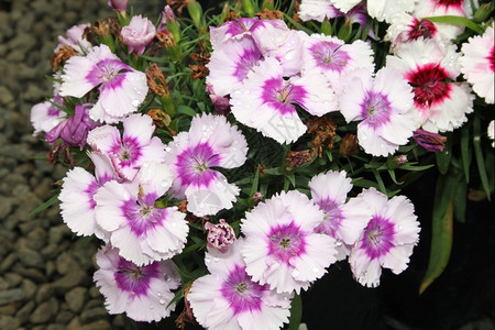 团体植物群花红粉和紫矮人康乃馨图片绿色图片