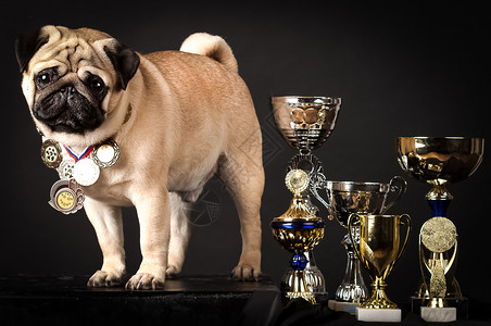 帕格完美狗有获奖杯在黑人背景工作室帕格完美的狗有获奖杯英雄品种肖像图片