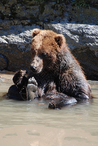 可爱的灰熊独自在浅河中玩耍然摄影池塘图片