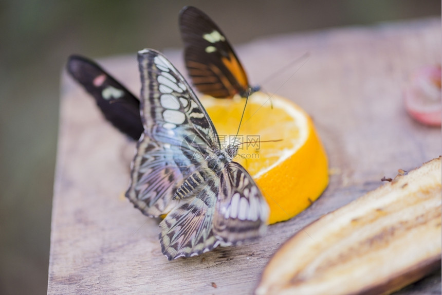 白蝴蝶浸在橙色上白的漏洞昆虫图片