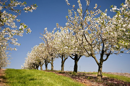 德国施勒苏益格荷尔斯泰因的樱桃树水果天空农业图片