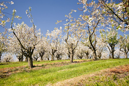 酸的树木德国施勒苏益格荷尔斯泰因的樱桃树海恩图片