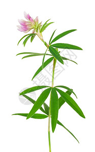 高山药用植物三叶草自然由度图片