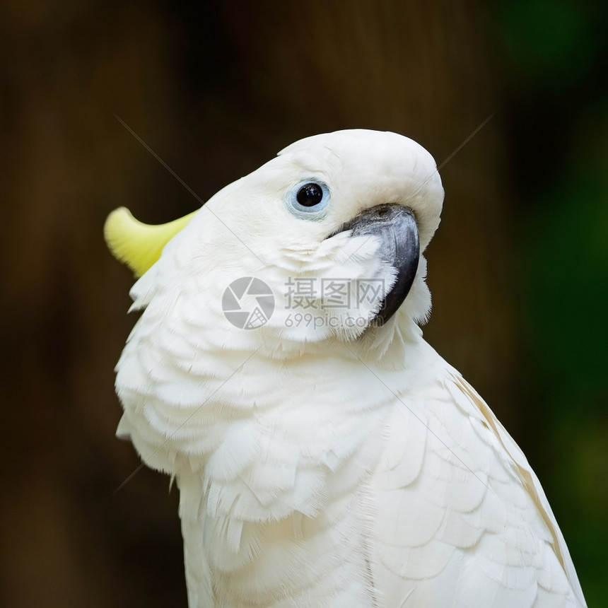 凤头鹦鹉美丽的白蟑螂硫化的鸡尾鹦鹉卡图嘉丽塔脸部简介热带凤头图片
