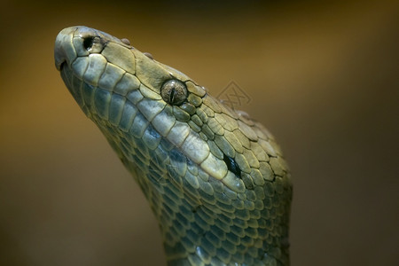 史诗牙买加波阿亚夫拉乌斯这种蛇濒临灭绝的威胁质地异国情调图片