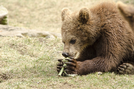 年轻的棕熊吃着青褐在躺草地上吃饭荒野打猎独自的图片