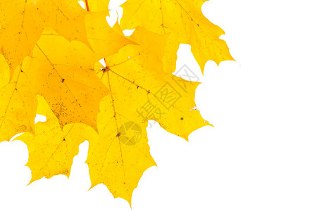 秋季黄色枫叶图片