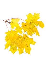 叶子十月干燥在白背景上孤立的秋天绿叶图片