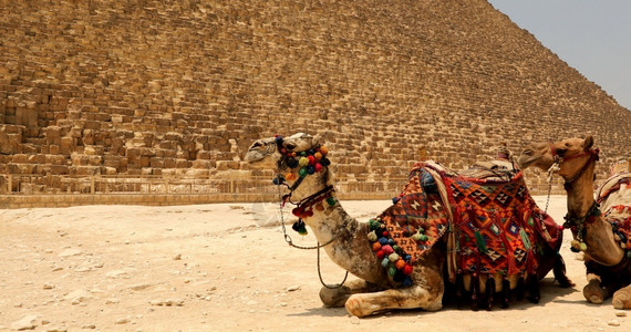 老的埃及吉萨带骆驼的大金字塔胡夫开罗图片
