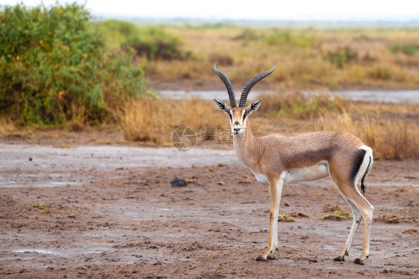 Antellope正站在肯尼亚的热带草原上喇叭游戏荒野图片