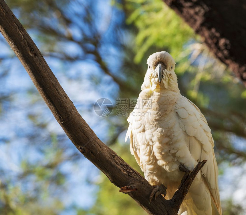 可爱的硫冠凤头鹦鹉栖息在野外的树枝上白色绿图片