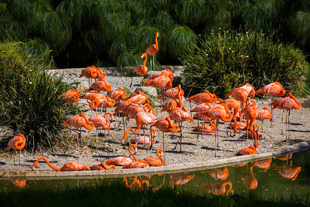 丰富多彩的那天池塘中许多美丽的火烈鸟在池塘中的火烈鸟肯尼亚水图片