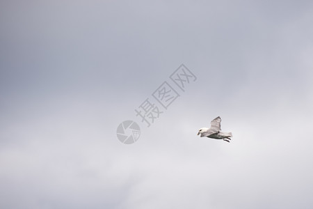 羽毛环境的北富玛尔福马鲁斯格莱阿利从下面飞翔和看见天空背景图片