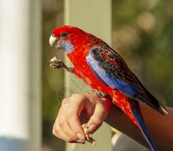 在下午的阳光亲手喂养鸟儿用闪光罗塞拉赤红鹦鹉食物图片