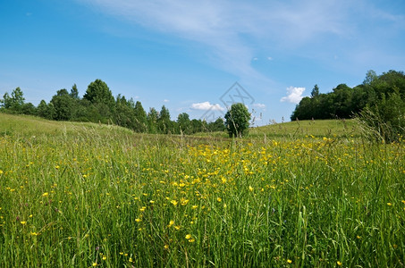 绿色俄罗斯夏季草地Arkhangelsk地区俄罗斯树木阳光图片