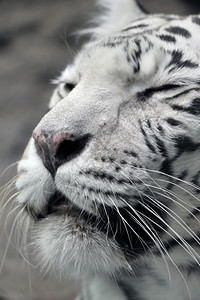 猫捕食者白虎近视肖像休息图片