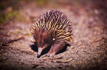 尖的野生动物澳大利亚本地的Echidna动物与它的刺状回来保护可爱的图片