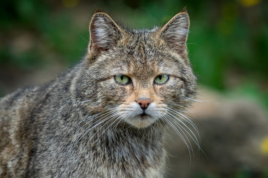 森林打猎欧洲野猫Felissilvestris捕食者图片