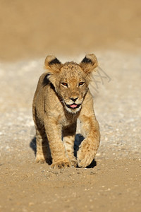 南非卡拉哈里沙漠PantheraLeo经营的非洲小狮子眼睛猫科动物图片