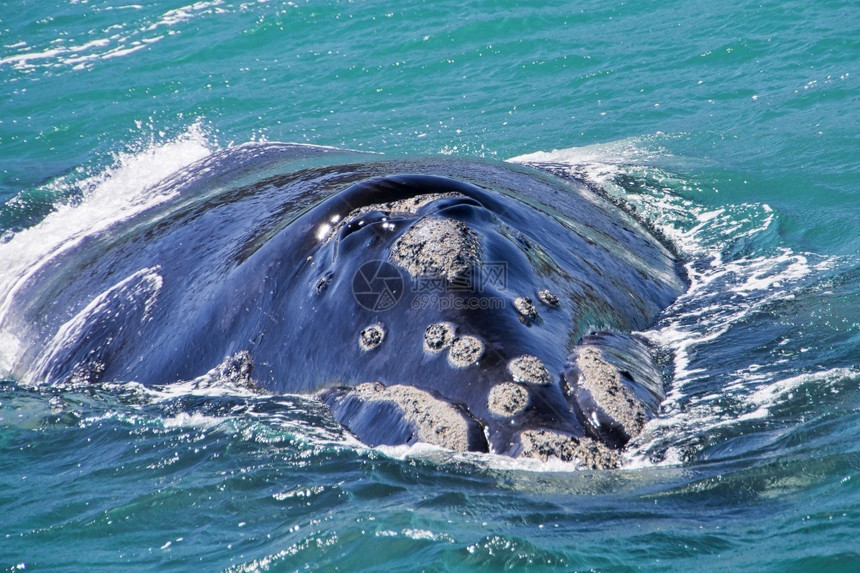 南方右鲸EubalaenaAustralisGansbaai南非西开普洲阿尔韦托卡雷拉澳大利亚海洋荒野图片