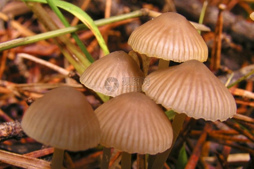 孢子荒芜之地毒菌野生蘑菇瓜达拉姆公园西班牙塞戈维亚卡斯蒂利和莱昂欧洲野生蘑菇图片
