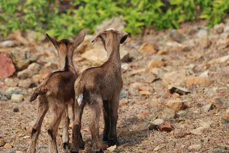 孩子阿鲁巴岛绝对可爱的两只小山羊画面摄影图片