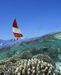 水在马尔代夫热带环礁湖中航行的船和珊瑚礁鱼印度人图片