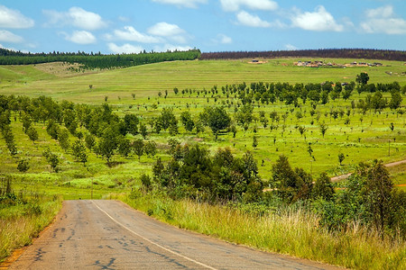 针叶眼泪多云的在南非某处森林中穿越乡村公路南非某地图片