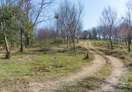 爬坡道风景优美干燥通往公园山丘的深土路图片