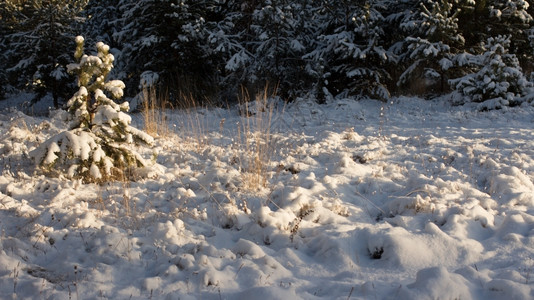 冬季风景天晨光下雪冷冻寒的天气图片